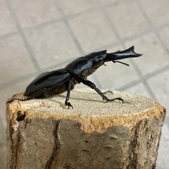 R7㉘国産能勢YGオオクワガタ♂単78mm 羽ボコの画像