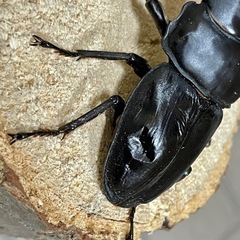 R7㉘国産能勢YGオオクワガタ♂単78mm 羽ボコの画像