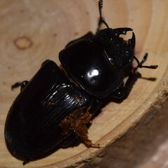 オオクワガタ 能勢YG（銚子YG）血統 ♂６２.１ミリ　♀４７.９ミリ　新成虫ペアの画像