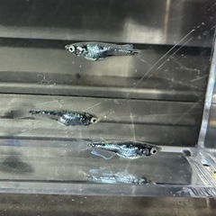 墨武2ペア産卵中個体の画像