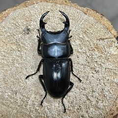 美形‼️R7㉚国産オオクワガタ♂単52mmの画像