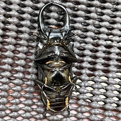 美形‼️R7㉚国産オオクワガタ♂単52mmの画像