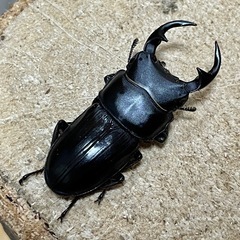 美形‼️R7㉚国産オオクワガタ♂単52mmの画像