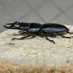 美形‼️R7㉚国産オオクワガタ♂単52mmの画像