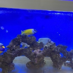 フォックスフェイス 海水魚 アイゴ 水槽飼育 ムチムチ健康個体 生体　の画像