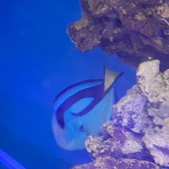ナンヨウハギ ドリー 海水魚 水槽飼育 アクアマリン 健康 大人気　の画像