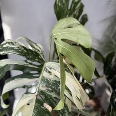 モンステラ　タイコンの画像