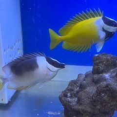 アンダマンフォックスフェイス 海水魚 大人気 レア 外国産　の画像
