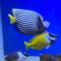 アンダマンフォックスフェイス 海水魚 大人気 レア 外国産　の画像
