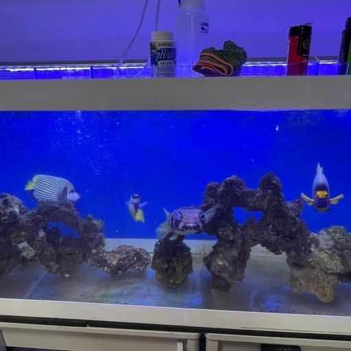 アンダマンフォックスフェイス アイゴ　海水魚 大人気 レア 外国産　