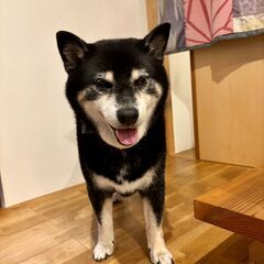 草木の剪定