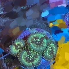 サンゴ 3フラグ　1セットの画像