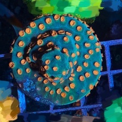 サンゴ　3フラグ　1セット　サイズ大きめの画像