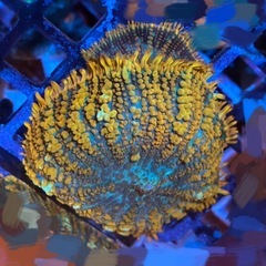 サンゴ　3フラグ　1セット　サイズ大きめの画像