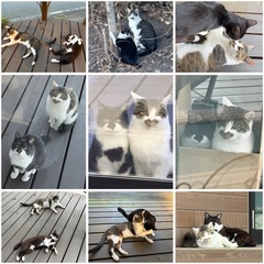 野良猫の兄弟家族に迎えてくれる方