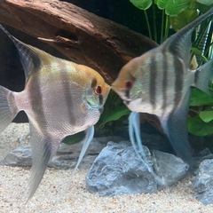 熱帯魚の画像