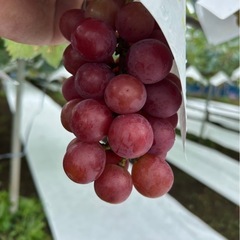 巨峰　クインニーナ　牧丘　直渡し　2キロから　朝採りの画像