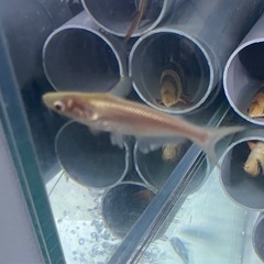 アルビノカイヤン　大型魚　熱帯魚　水槽
の画像