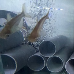 アルビノカイヤン　大型魚　熱帯魚　水槽
の画像