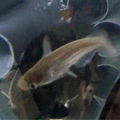 アルビノカイヤン　大型魚　熱帯魚　水槽
の画像