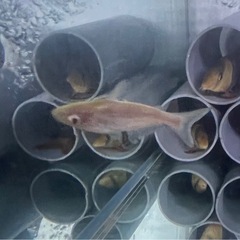 アルビノカイヤン　大型魚　熱帯魚　水槽
の画像