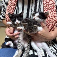 可愛いちびっこ5匹♡兄弟♡生後2〜3ヶ月