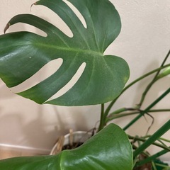観葉植物
モンステラの画像
