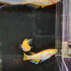 サンシャイン   メダカの画像