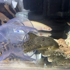 コロンビアビックスポットタイガープレコ　熱帯魚　水槽の画像