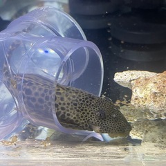 コロンビアビックスポットタイガープレコ　熱帯魚　水槽の画像