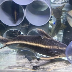 ホワイトライントーキングキャットワイルド　熱帯魚　大型魚　水槽の画像