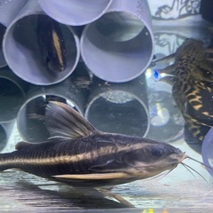 ホワイトライントーキングキャットワイルド　熱帯魚　大型魚　水槽の画像