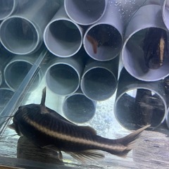 ホワイトライントーキングキャットワイルド　熱帯魚　大型魚　水槽の画像