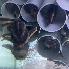 ホワイトライントーキングキャットワイルド　熱帯魚　大型魚　水槽の画像