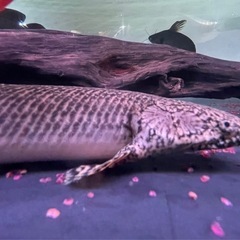 ポリプテルスオルナティピンニス　大型魚　熱帯魚　水槽の画像