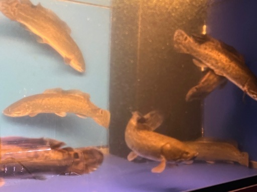 熱帯魚、古代魚、アミアカルヴァ