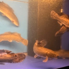 熱帯魚、古代魚、アミアカルヴァの画像