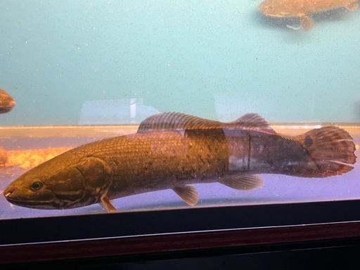 熱帯魚、古代魚、アミアカルヴァ