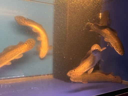 熱帯魚、古代魚、アミアカルヴァ