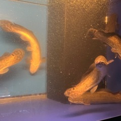 熱帯魚、古代魚、アミアカルヴァの画像
