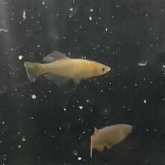 カイジRLF 光因子メダカの画像