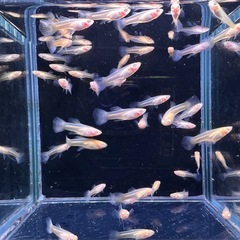 RREAモスコーグリーン 幼魚 42匹の画像