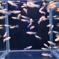 RREAモスコーグリーン 幼魚 42匹の画像