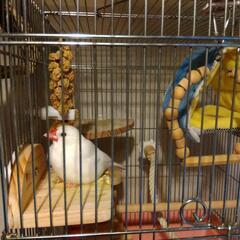 手乗りの白文鳥です。