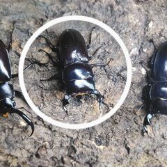 (売約済み)ドルクス ヤクシャ ♂45.5㎜＋♀2頭　の画像