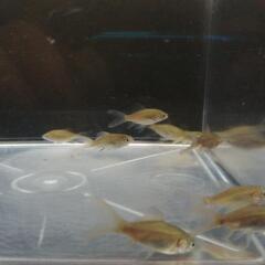 ☆鉄魚 3.0-4.0cm前後 10匹 の画像