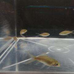 ☆鉄魚 3.0-4.0cm前後 10匹 の画像
