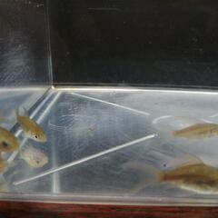 ☆鉄魚 3.0-4.0cm前後 10匹 の画像