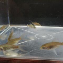☆鉄魚 3.0-4.0cm前後 10匹 の画像