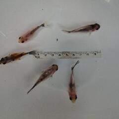 ☆寿恵廣錦 4.5-5.5cm前後 5匹 の画像